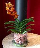 grain for vanda and psychopsis orchids 8-16mm 1 liter
