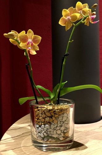 round glass pot h 8 x d 9cm for mini orchids