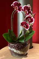 Orchideensubstrat