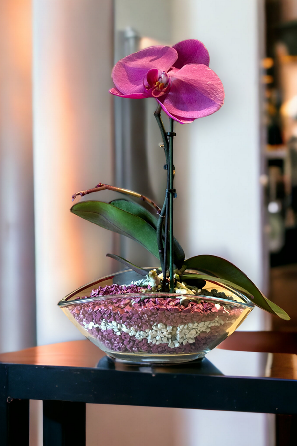 Colomi Orchideesubstrat im Glasschiffchen