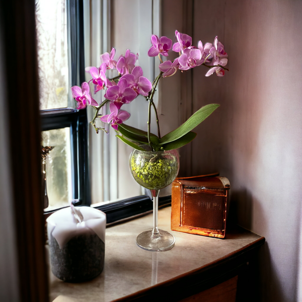 Orchidee im Weinglas im Colomi gepflanzt