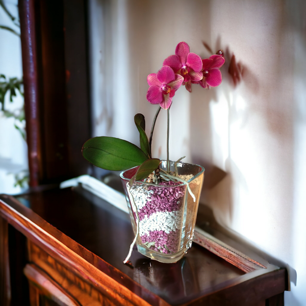 Orchidee im Colomi Pflanzsubstrat