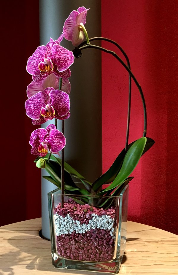 Orchidee im Glas mit Colomi Orchideengranulat