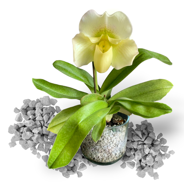Frauenschuh Orchideen Spezial-Substrat 4-8mm, 1 Liter