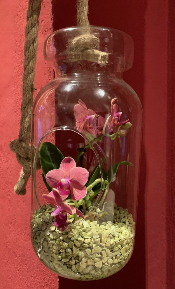 Großer Hängeglas f. Mini-Orchideen h 28 x d 14 cm
