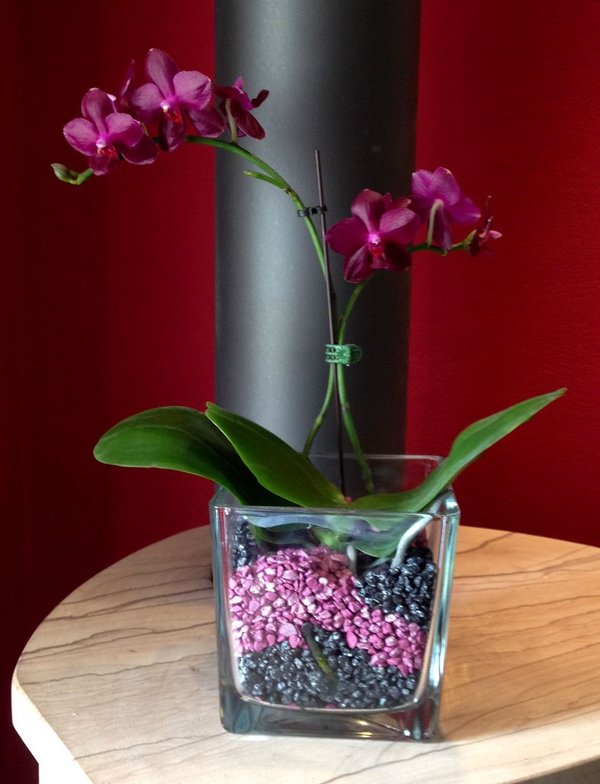 Glastopf M eckig, mittlere Orchideen, h 12 x d 12cm
